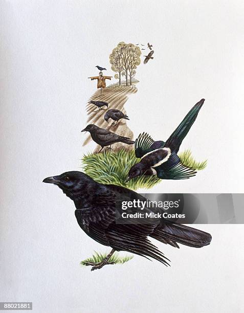 illustration of common raven, european magpie, common crow, and common grackle in countryside, with scarecrow and rookery in distance - magpie stock illustrations