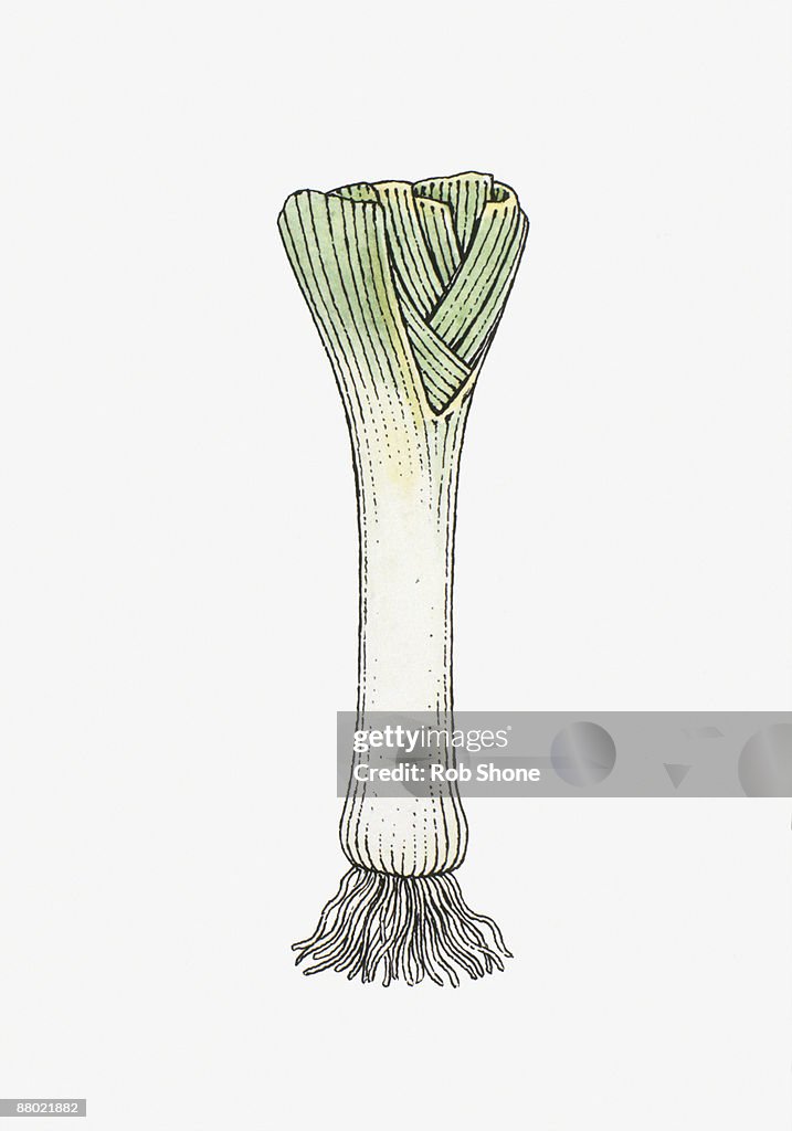 Illustration of fresh Leek (Allium ampeloprasum var. porrum)