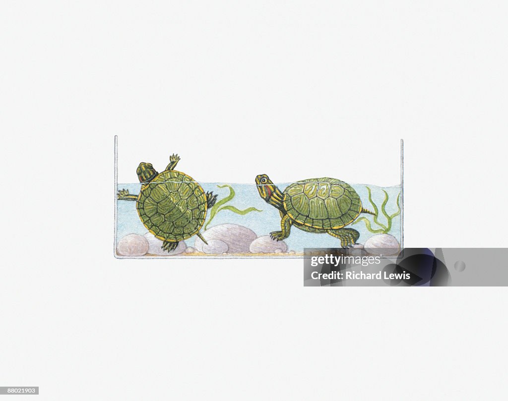 Illustration of Red-Eared Slider (Trachemys scripta elegans) terrapins in fish tank