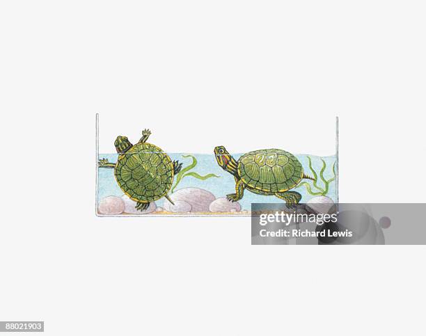 illustration of red-eared slider (trachemys scripta elegans) terrapins in fish tank - red eared slider stock illustrations