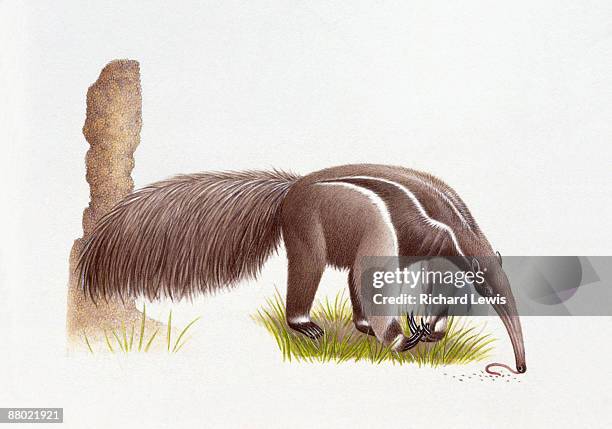 ilustraciones, imágenes clip art, dibujos animados e iconos de stock de illustration of giant anteater (myrmecophaga tridactyla) feeding on worms  - anteater