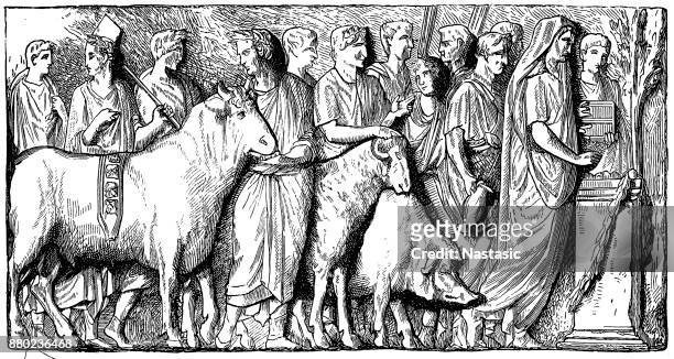 the suovetaurilia or suovitaurilia, sacred and traditional sacrifice of a pig, a sheep and a bull to the mars to bless and purify land - pig slaughtering stock illustrations
