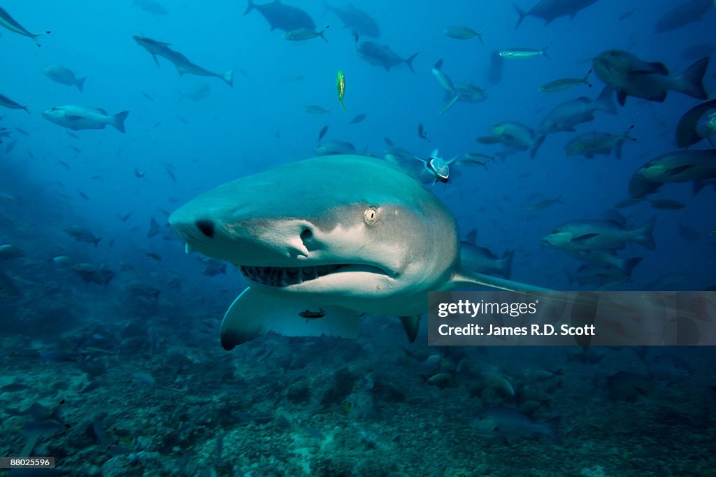 Sicklefin Lemon Shark