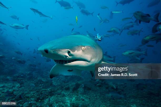 sicklefin lemon shark - sicklefin-lemon-shark stock pictures, royalty-free photos & images
