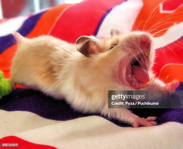 hamster strech and yawn - golden hamster stock pictures, royalty-free photos & images