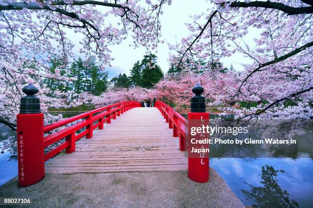 sakura bridge - japon photos et images de collection