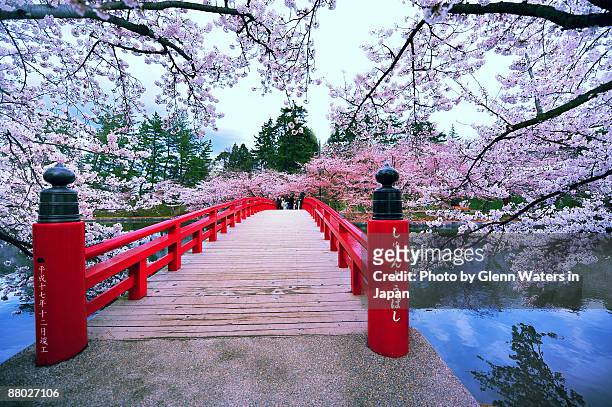 sakura bridge - giappone foto e immagini stock