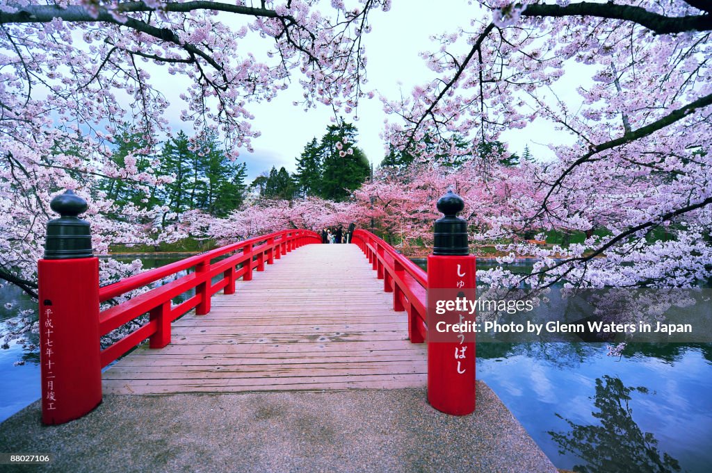 Sakura Bridge