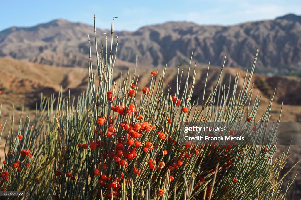 Ephedra distachya ( Kyrgyzstan)