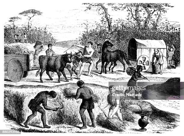 bildbanksillustrationer, clip art samt tecknat material och ikoner med jordbruket och jordbrukarna i antika rom - ancient rome farm