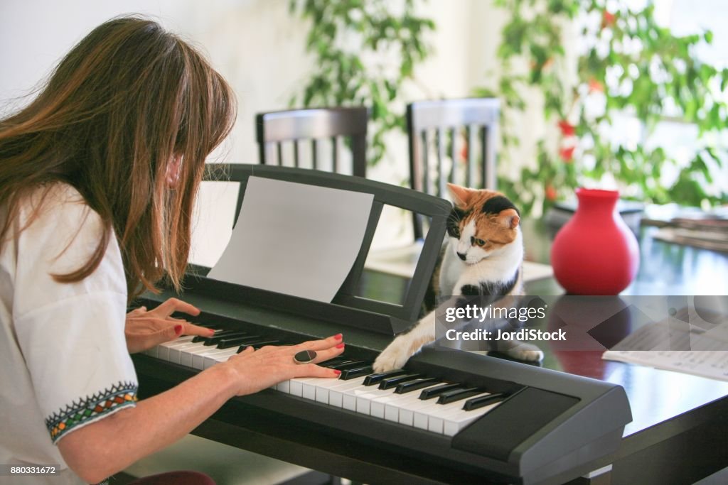 Gato tocando el piano