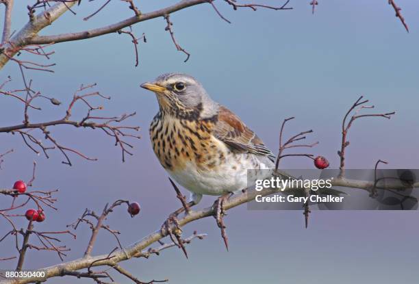 fieldfare [turdus pilaris] - lijster stockfoto's en -beelden