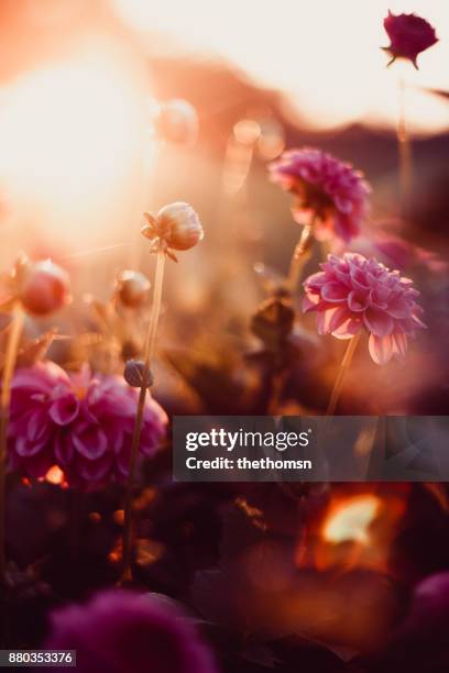 close-up of flowers during sunset, germany - dark floral stockfoto's en -beelden