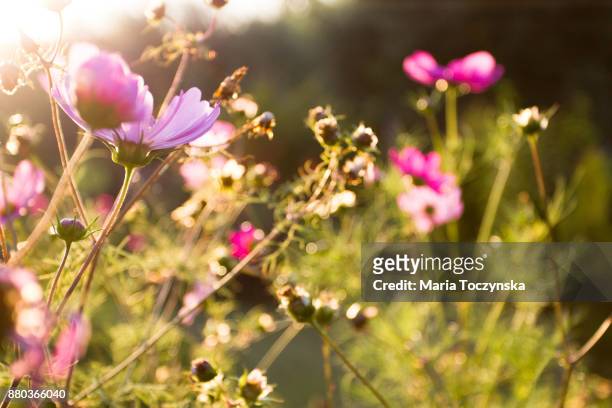 meadow in the golden hour summer light - feld rose stock-fotos und bilder