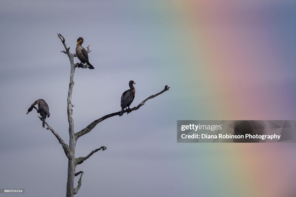 Double-crested cormorants with rainbow, Babcock Wildlife Management Area, Punta Gorda, Florida