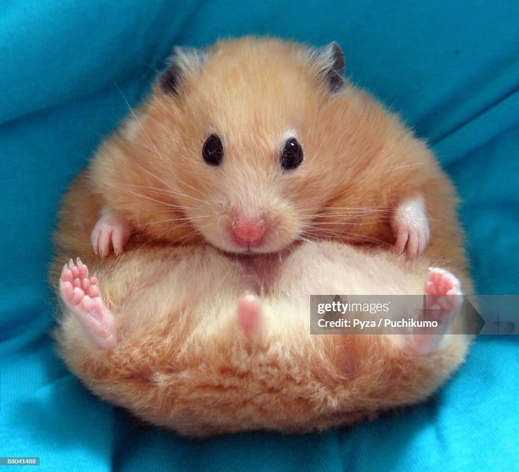 Egg shaped syrian hamster