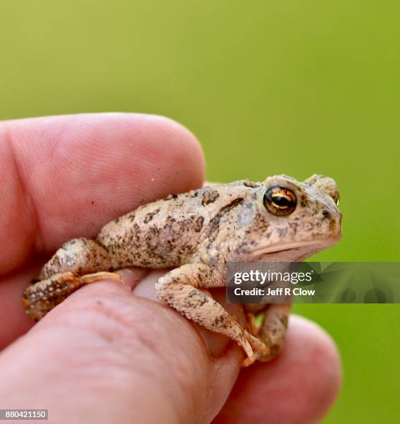 Grumpy Toad Photos and Premium High Res Pictures - Getty Images
