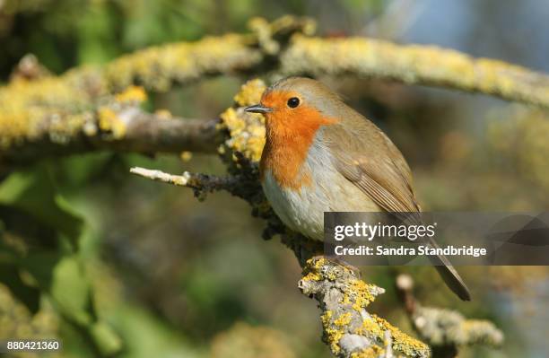 a pretty robin (erithacus rubecula) perched on a branch covered in lichen. - portrait lachen stock pictures, royalty-free photos & images