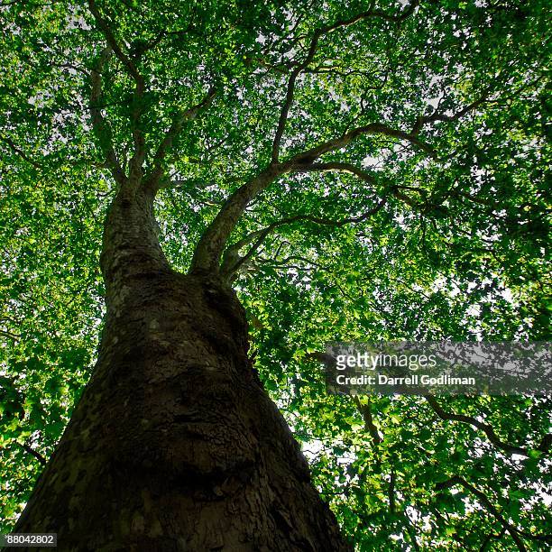 the circus tree  - plane trees stock pictures, royalty-free photos & images