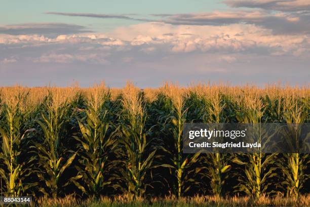 cornfield in the evening - pannocchia foto e immagini stock