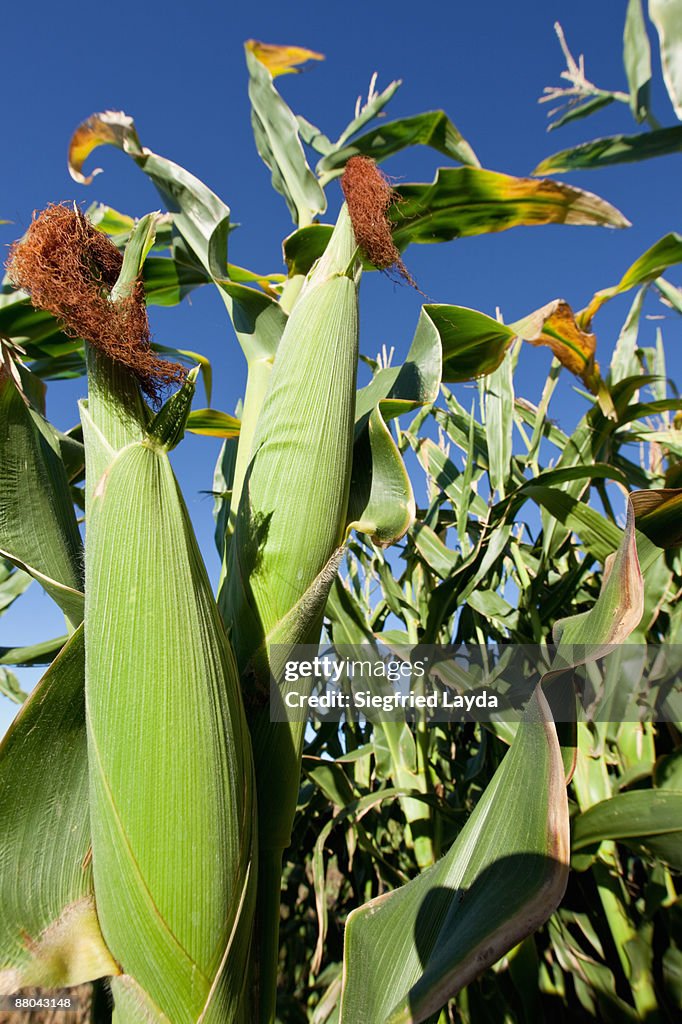 Corn Stalks Growing In Large Corn Field High-Res Stock Photo - Getty Images