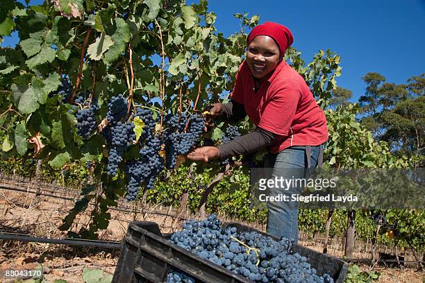 woman cutting grapes from the vine - stellenbosch ストックフォトと画像