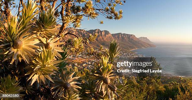 camps bay and protea near cape town - protea stock pictures, royalty-free photos & images