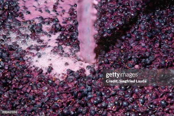 yeast added to fermenting grapes in winemaking - yeast stock pictures, royalty-free photos & images