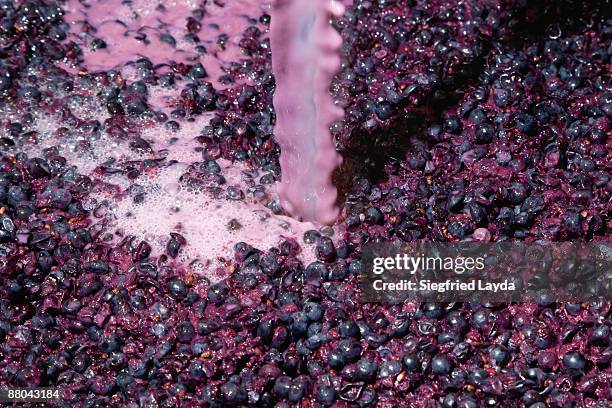 yeast added to fermenting grapes in winemaking - stellenbosch wine bildbanksfoton och bilder