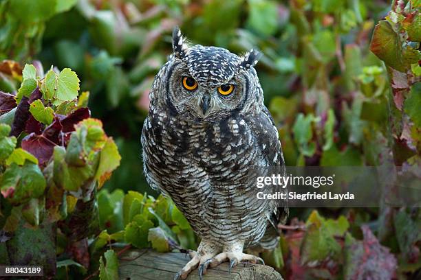 spotted eagle owl in vineyard - owl photos et images de collection