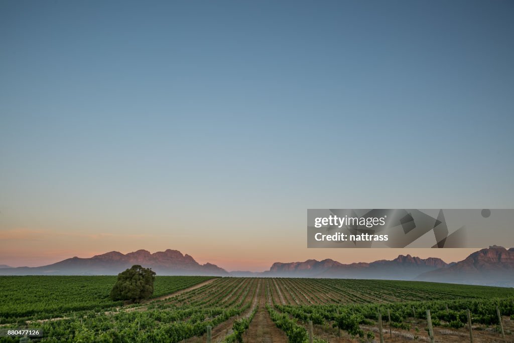 Zonsondergang in de wijnlanden Zuid-Afrika