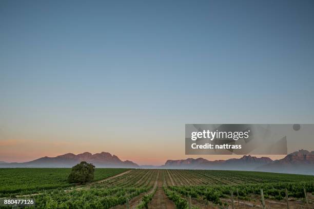 solnedgång i winelands sydafrika - stellenbosch wine bildbanksfoton och bilder