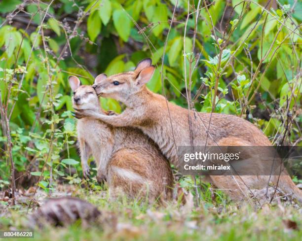 two wild gray kangaroos hugging - hug animal group stock pictures, royalty-free photos & images