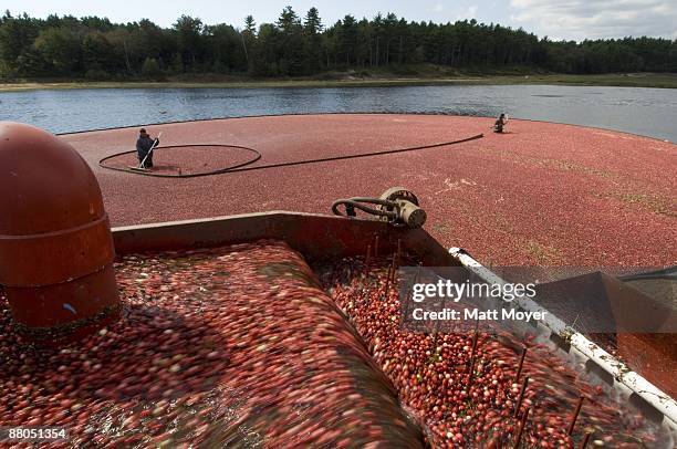 Workers harvest cranberries at Federal Furnace Cranberry Farm on September 28, 2006 in Carver, Massachusetts. Every autumn cranberries ripen,...