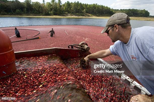 Workers harvest cranberries at Federal Furnace Cranberry Farm on September 28, 2006 in Carver, Massachusetts. Every autumn cranberries ripen,...