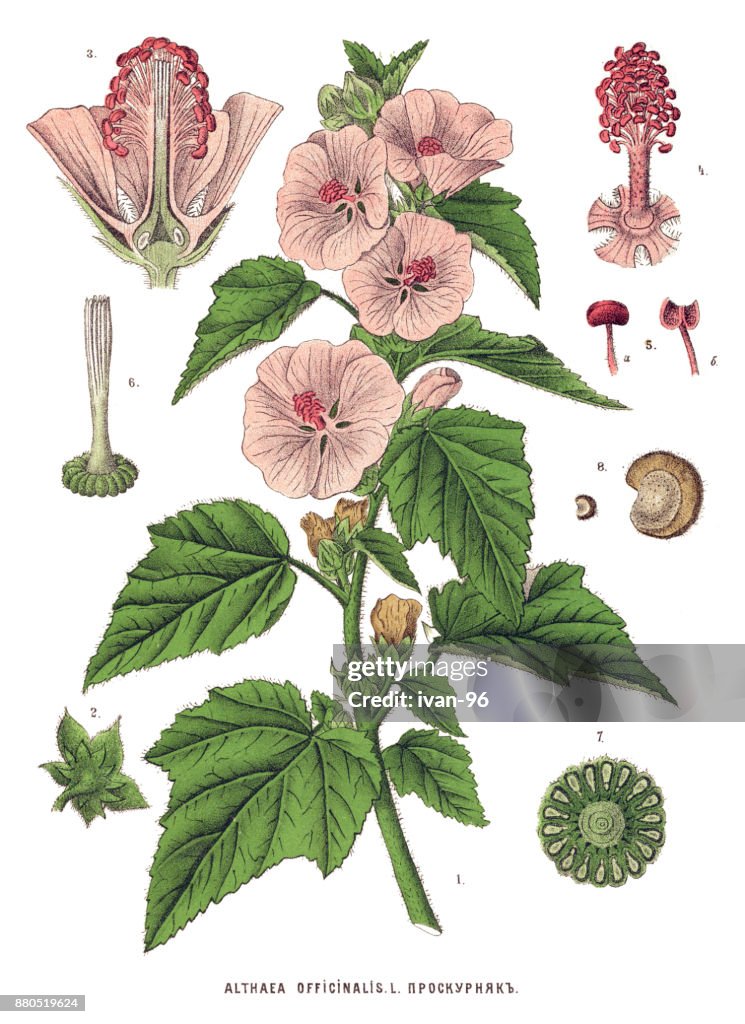 Plantas medicinais e ervas