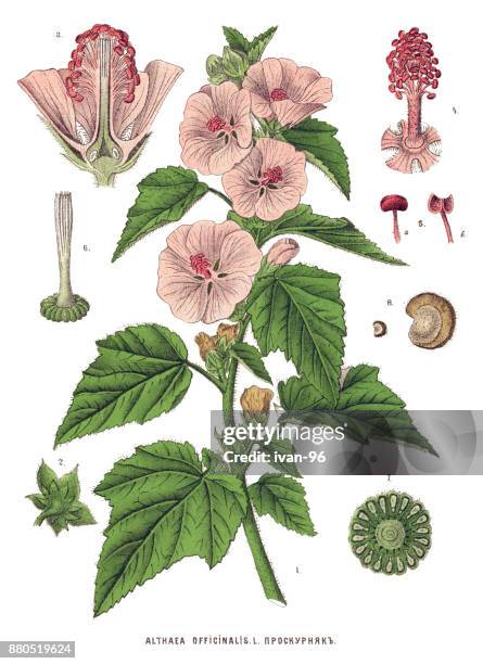 medicinal and herbal plants - marsh mallow plant stock illustrations