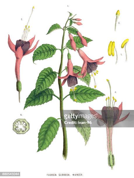 medicinal and herbal plants - magenta stock illustrations