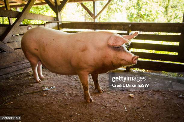 pig inside the sty. - fat imagens e fotografias de stock