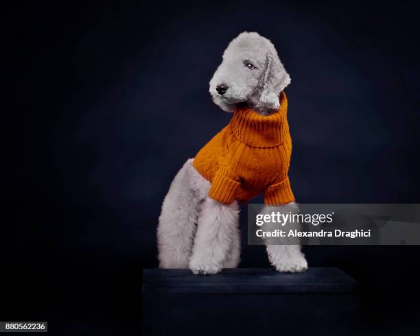 white dog wearing sweater - americas next top dog stockfoto's en -beelden