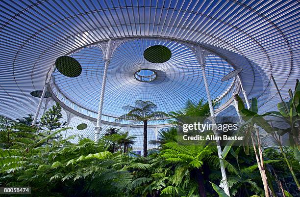 palmhouse - botanical garden stock pictures, royalty-free photos & images