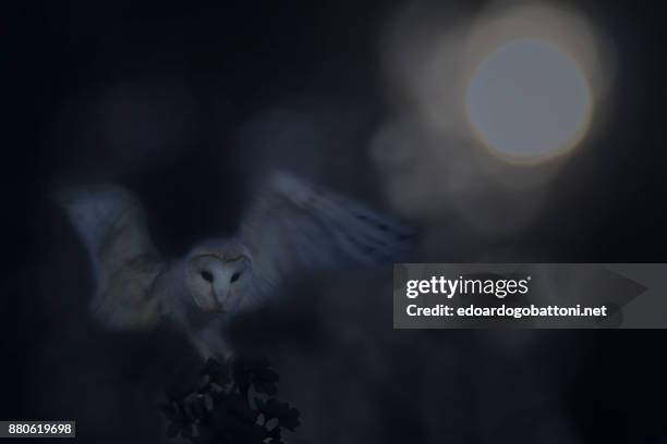 ghost of the night - edoardogobattoni stockfoto's en -beelden