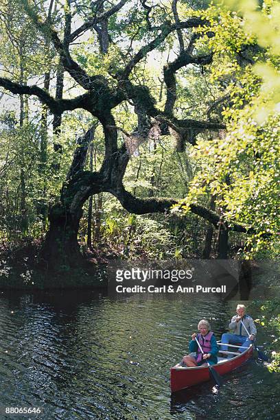 couple canoeing on river past tree - ann purcell stockfoto's en -beelden