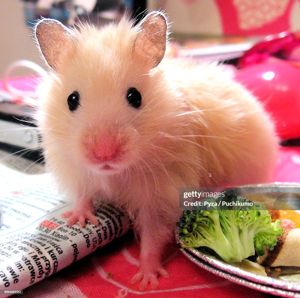 Young syrian hamster with newspaper & lunch