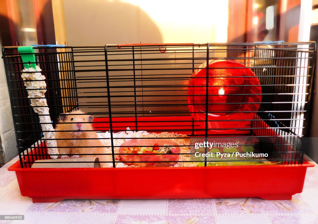 Syrian hamster in a cage