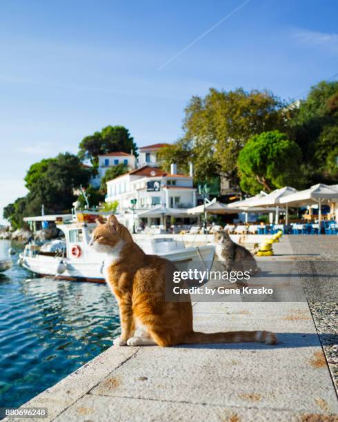 two cats at the pier - スキアトス島 ストックフォトと画像