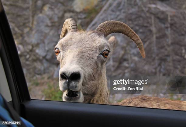 female bighorn sheep (ovis canadensis)- headshot framed by car window - car horn stock-fotos und bilder