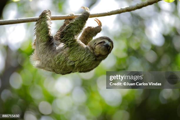 three-toed sloth - three toed sloth stock-fotos und bilder