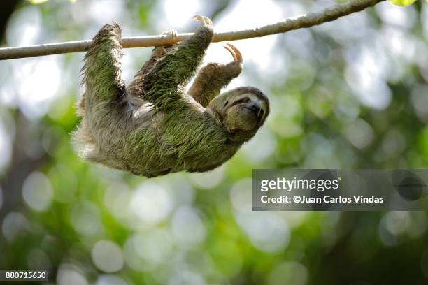 three-toed sloth - cecropia moth stockfoto's en -beelden