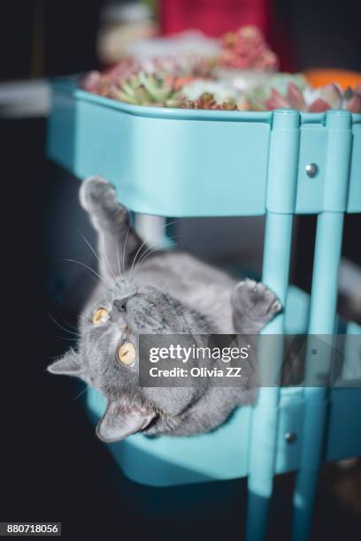 a fat cat is lying on storage rack - fat cat stock pictures, royalty-free photos & images